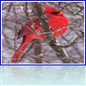 This has been a wonderful day for bird pictures in the snow.  I have had 4 male cardinals and 5 females, as well as chickadees, snow birds, and little brown birds ALL at one time in my little tree.  As well as a Red headed woodpecker on the seut feeder.